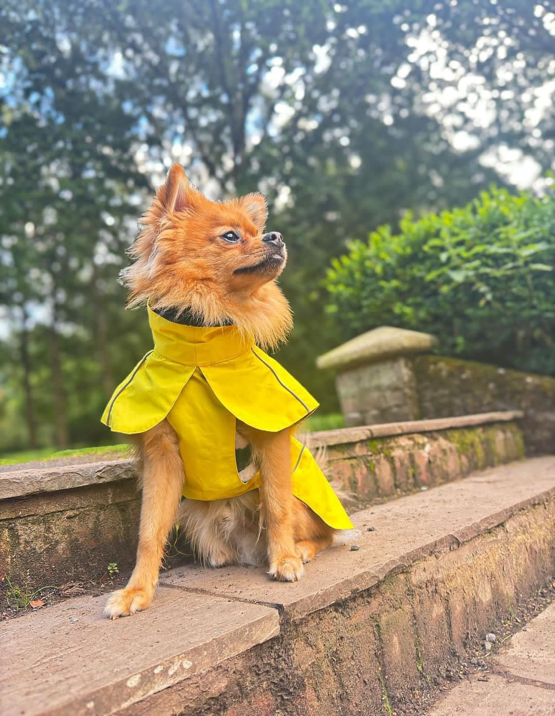 Canary Yellow Raincoat