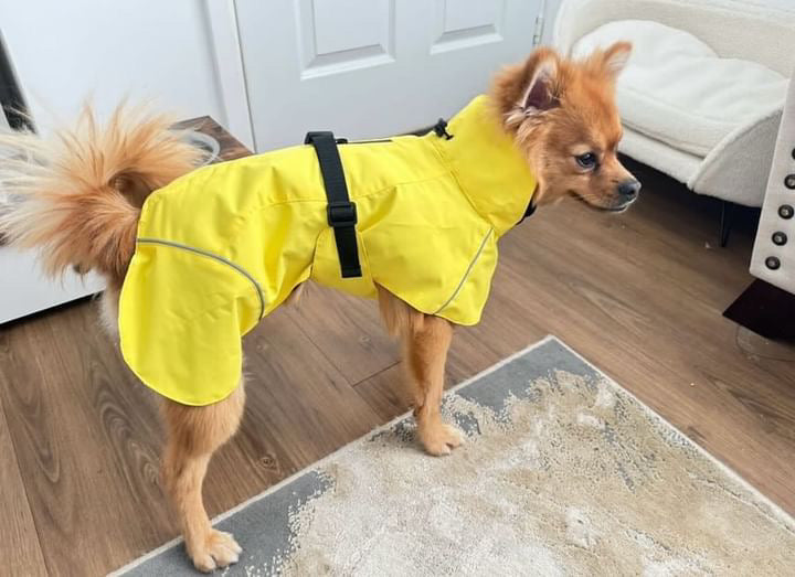 Canary Yellow Raincoat