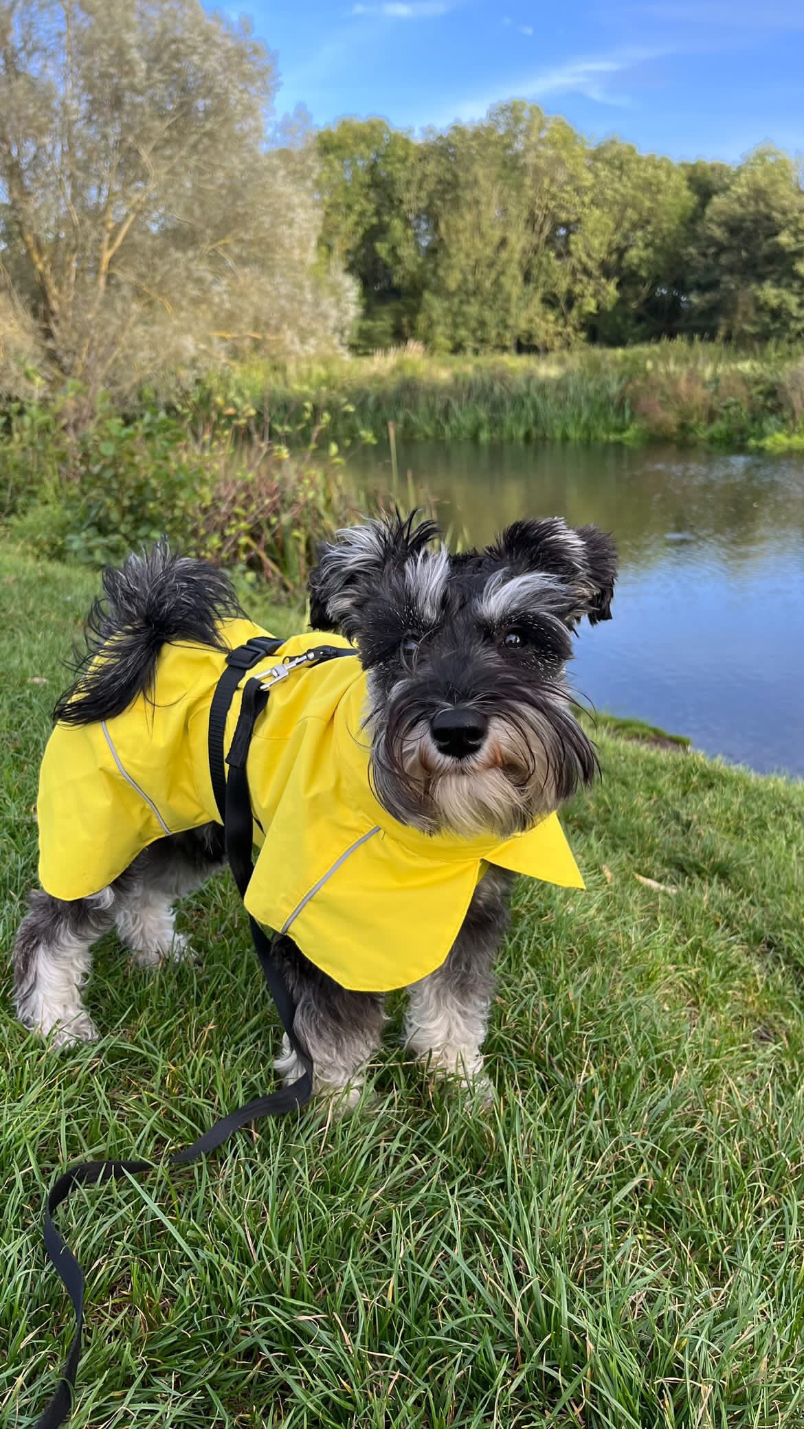 Canary Yellow Raincoat
