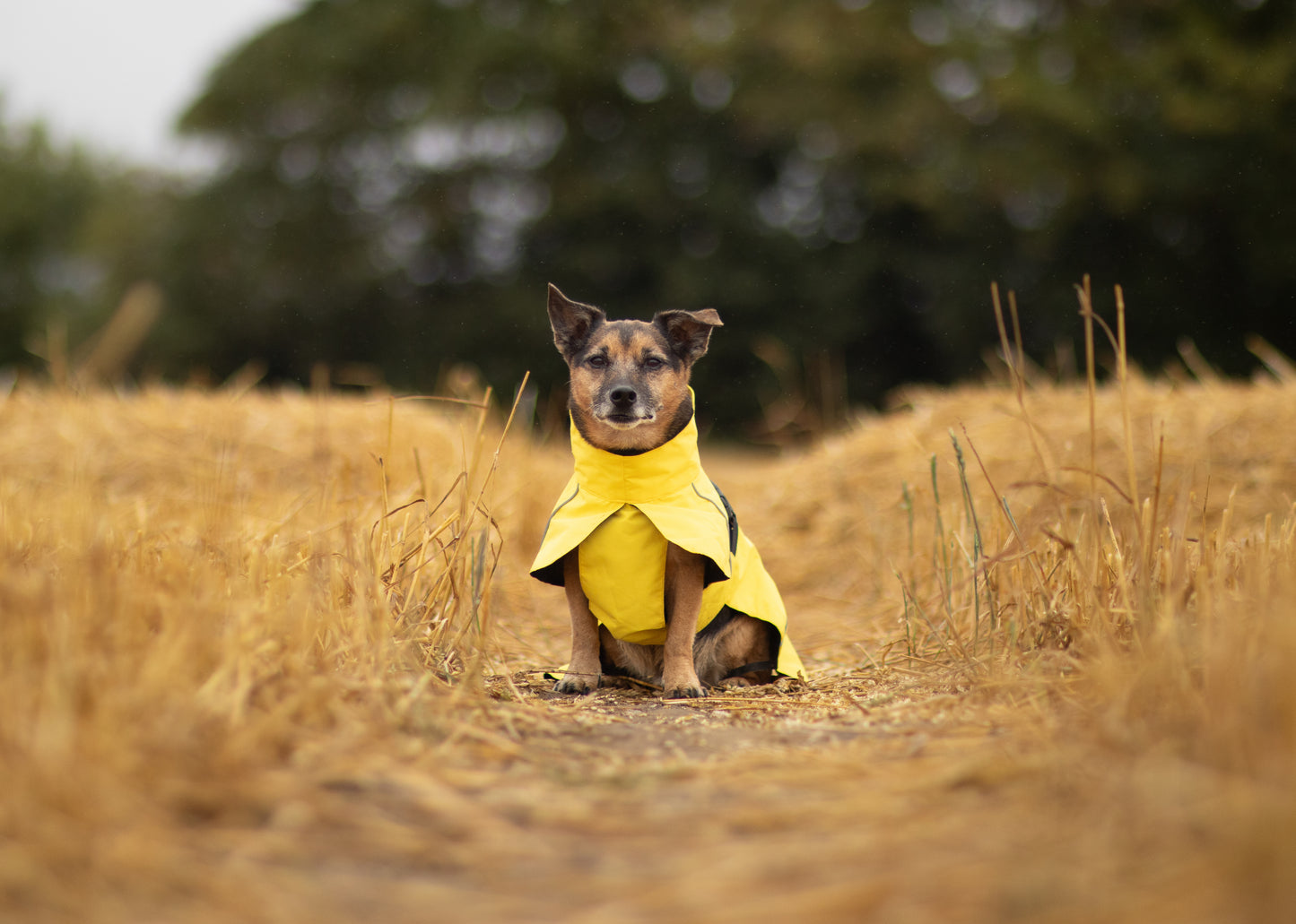Canary Yellow Raincoat
