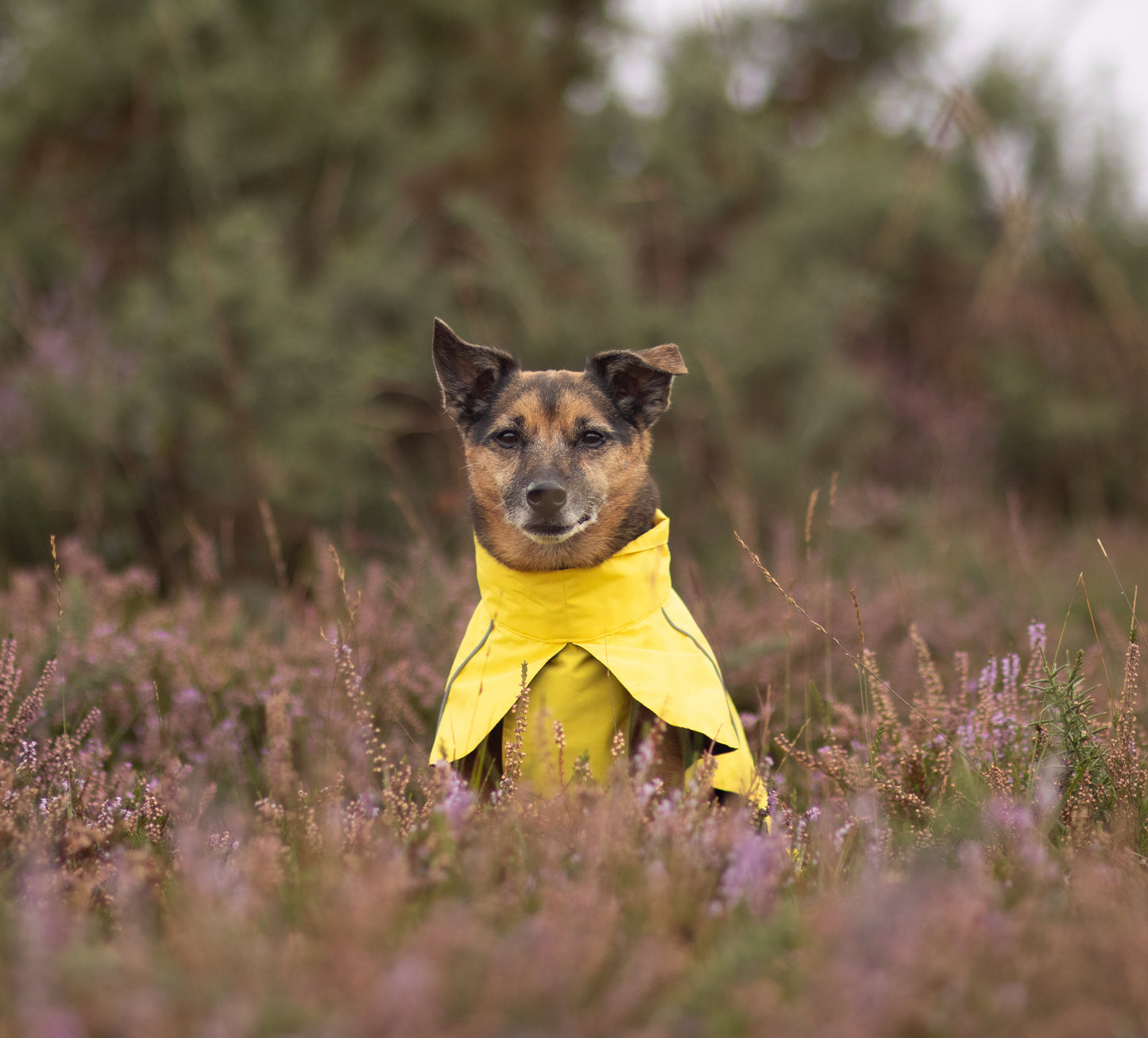 Canary Yellow Raincoat