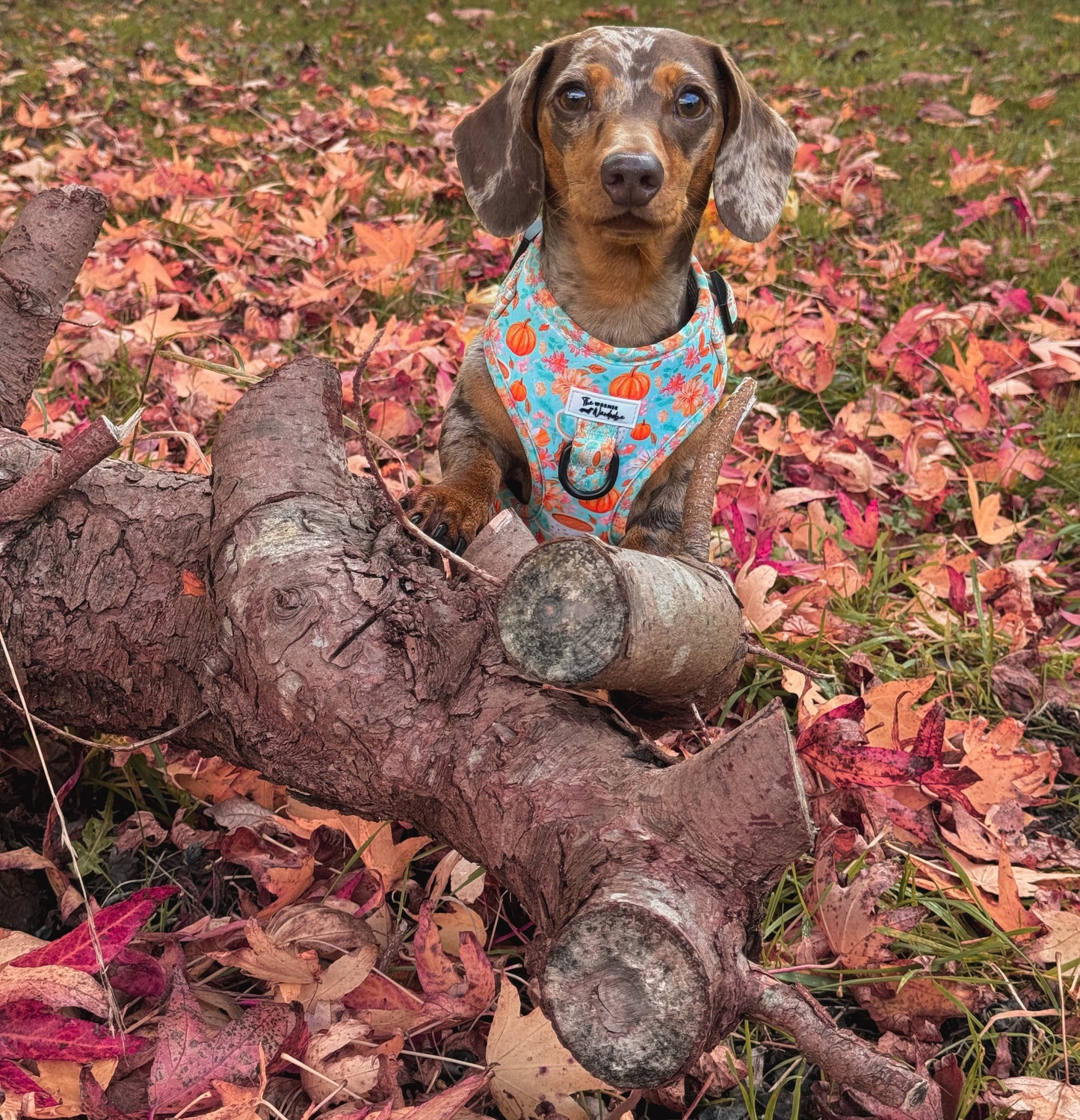 A Sip of Autumn