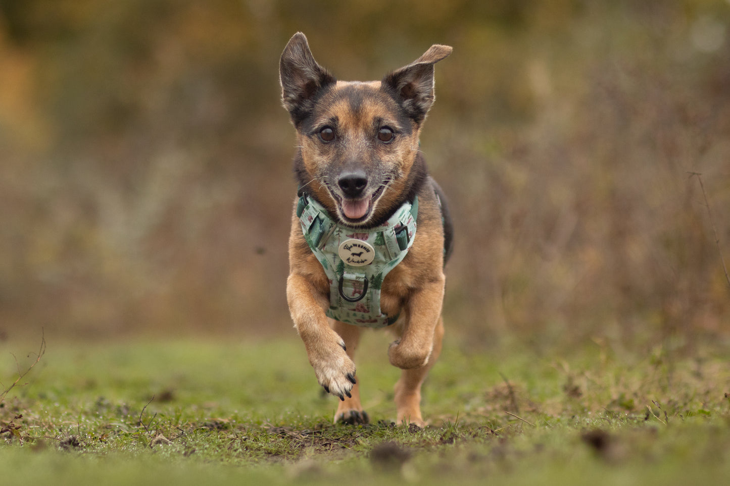 Bear with me Tough Trekker