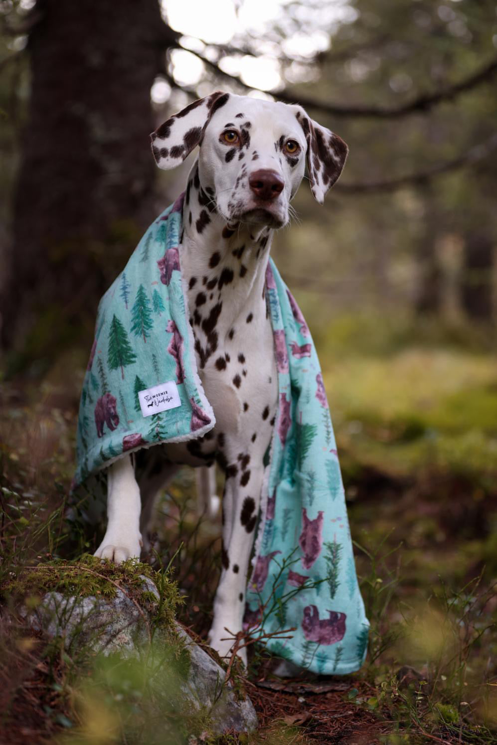 Bear with me Blanket