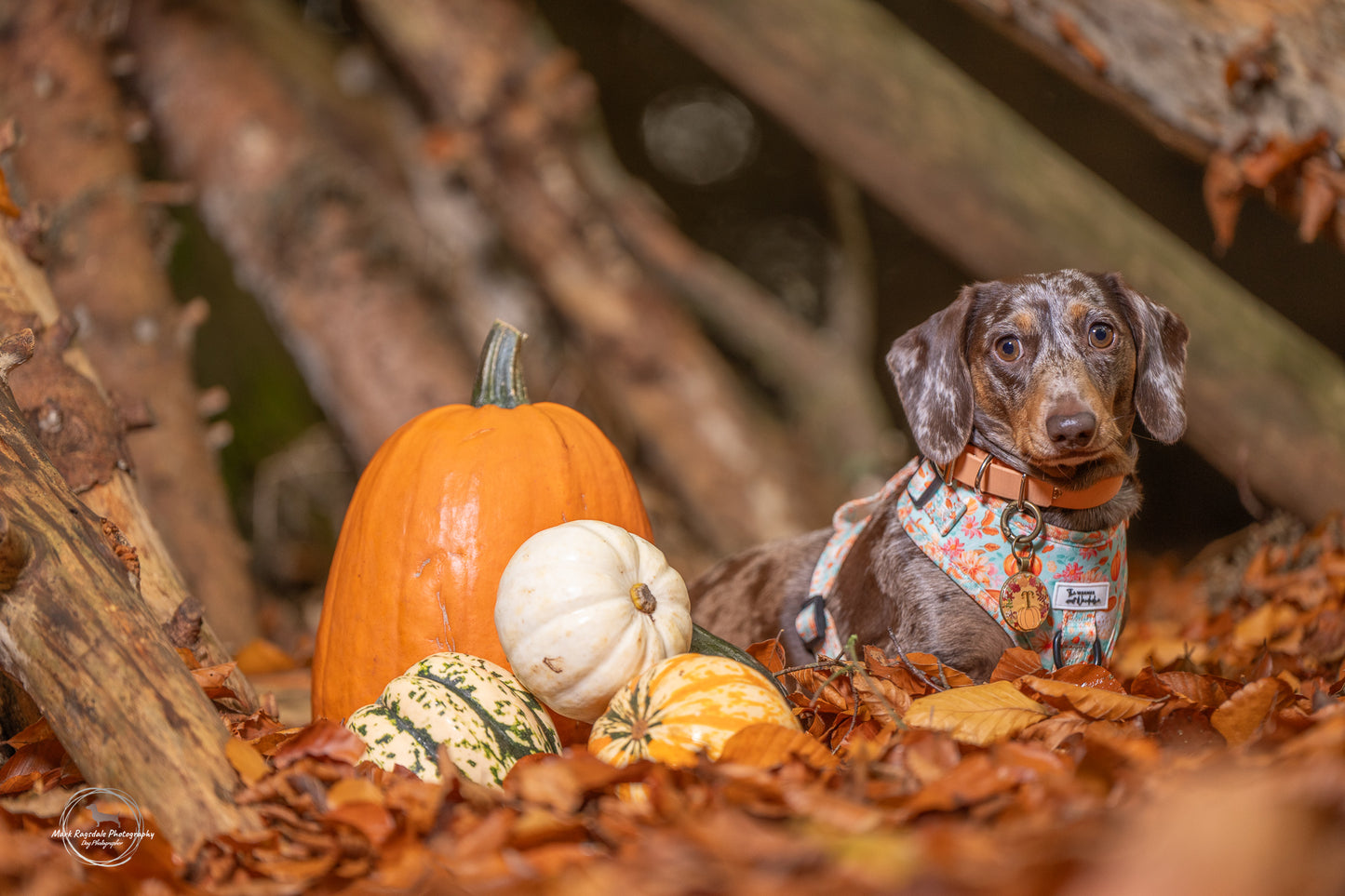 A Sip of Autumn