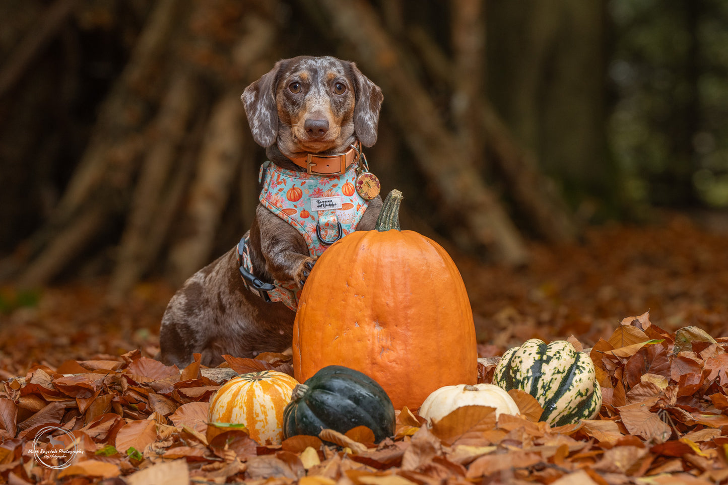 A Sip of Autumn