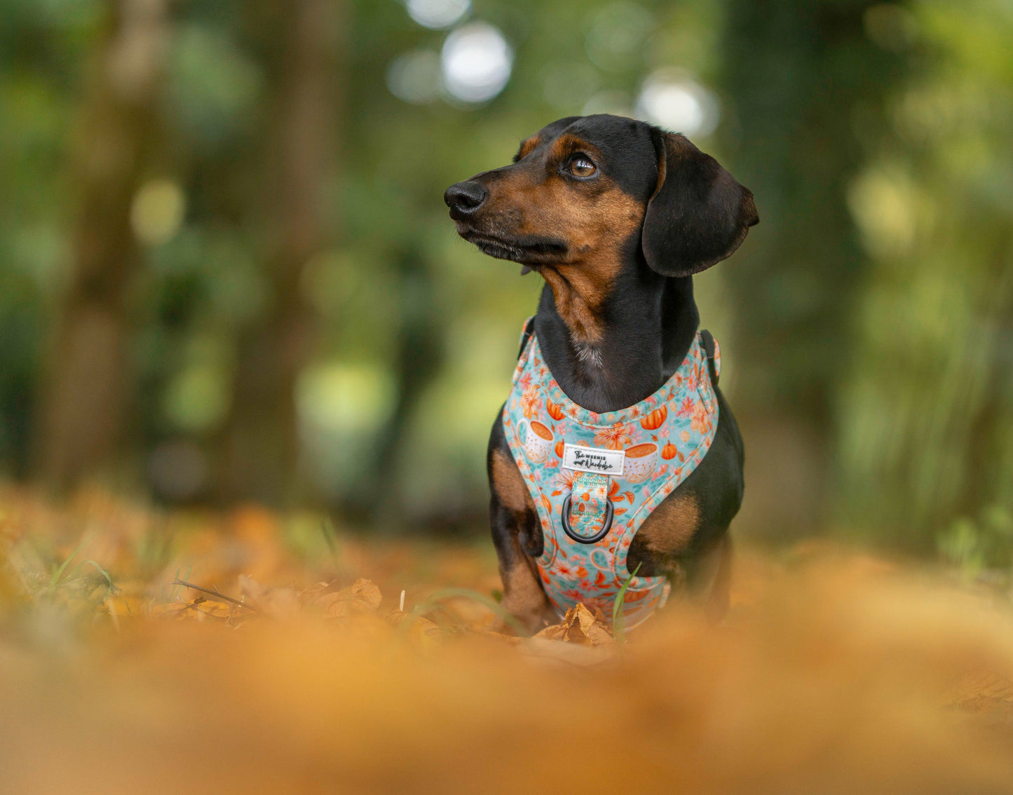 A Sip of Autumn