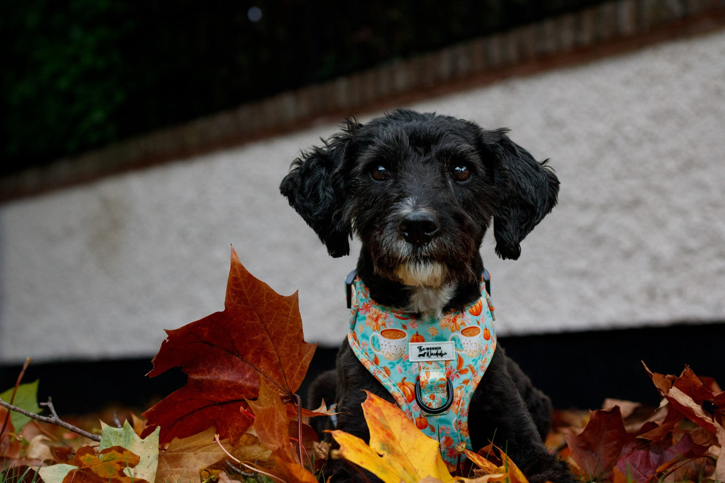 A Sip of Autumn