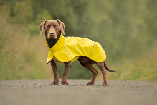 Canary Yellow Raincoat