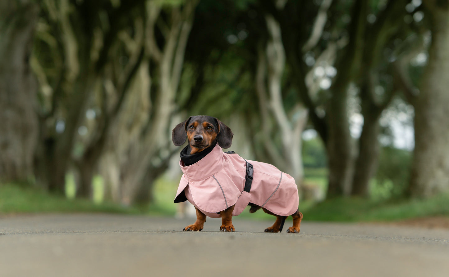 Blush Pink Raincoat